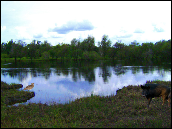 peace river preserve deer