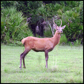 peace river preserve deer