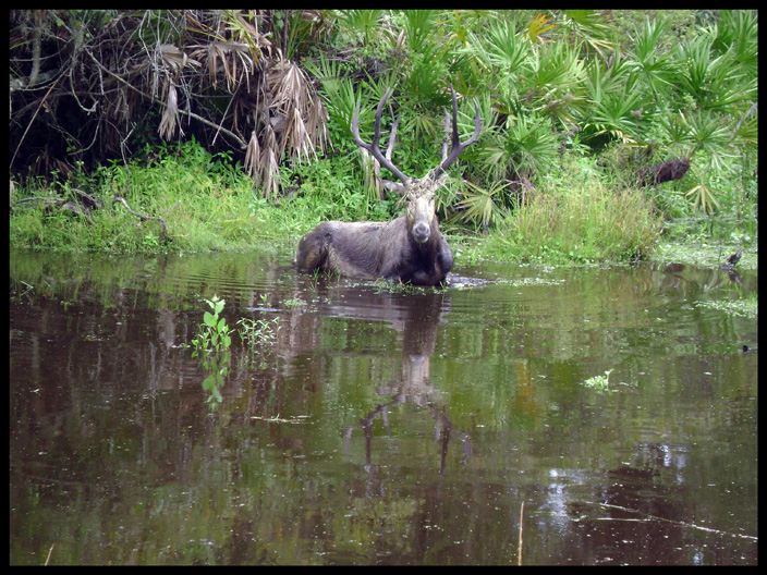peace river preserve elk